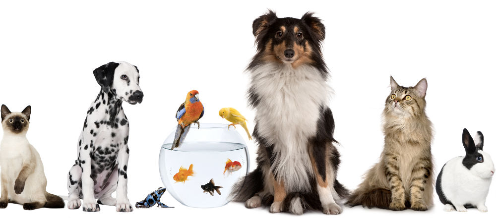 Veterinaria Veterinaria